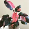 Pink Philodendron Live Plant, 4-9" Tall, Tropical Houseplant for Indoor Decor - Image 1