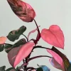 Pink Philodendron Live Plant – Rare Indoor Houseplant – 5-9 inches Tall - Image 1
