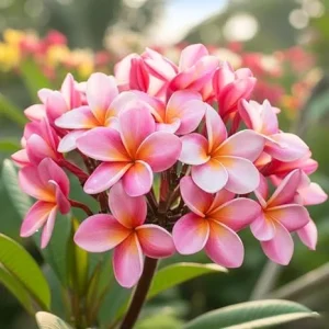 Pink Plumeria Live Plant Cuttings - Pack of 2, 10-12 Inches, Fragrant Flowers, Indoor/Outdoor - Image 7