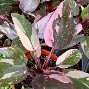 Pink Princess Philodendron Live Plant - 4 inch pot, Variegated Tropical Houseplant - Image 2