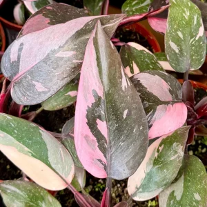 Pink Princess Philodendron Live Plant - 4 inch pot, Variegated Tropical Houseplant - Image 1