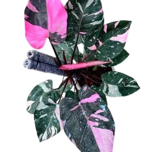 Pink Princess Philodendron Live Plant – 5-8