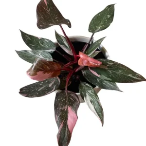 Pink Princess Philodendron Live Plant – 5-8