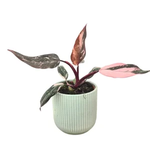 Pink Princess Philodendron Live Plant – 5-8