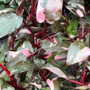 Pink Princess Philodendron Live Plant – 5-8