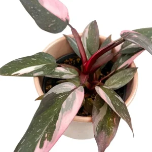 Pink Princess Philodendron Live Plant – 5-8