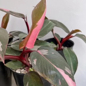 Pink Princess Philodendron Live Plant – 5-8