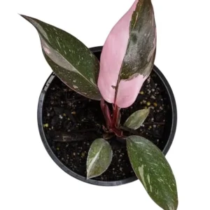 Pink Princess Philodendron Live Plant – 5-8