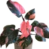 Pink Princess Philodendron Live Plant – 5-8" Tall Variegated Houseplant - Image 1