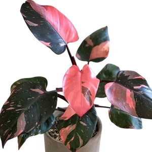 Pink Princess Philodendron Live Plant – 5-8