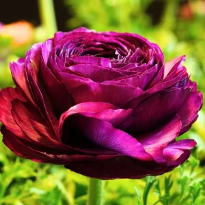 Pink Ranunculus Bulbs - 25 Pack for Planting - Peony Buttercup Flowers - Image 2