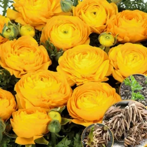 Pink Ranunculus Bulbs - 25 Pack for Planting - Peony Buttercup Flowers - Image 5