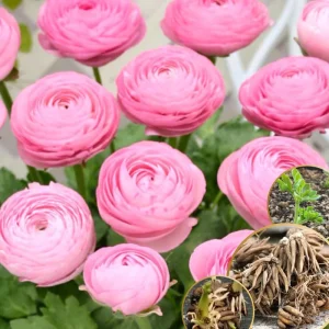 Pink Ranunculus Bulbs - 25 Pack for Planting - Peony Buttercup Flowers - Image 8