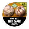 Pink Rose Garlic Bulbs - Non-GMO Hardneck Seed for Fall/Winter Planting - Image 1