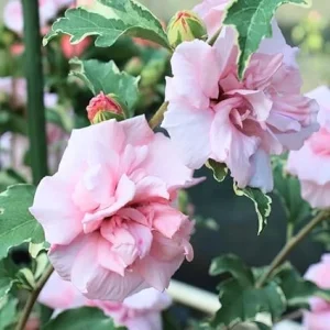 Pink Rose of Sharon Live Plant – Hardy Hibiscus Shrub, 4 Inch Pot, Althea Hibiscus Syriacus - Image 2