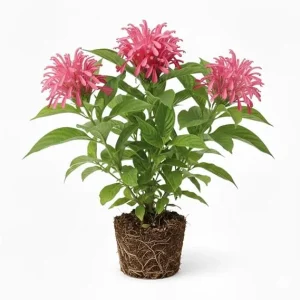 Pink Shrimp Plant Live Shrub, 5-7 Inches Tall, Easy Care, Indoor Outdoor - Image 5