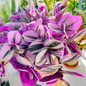 Pink Tradescantia Nanouk Live Plant - Variegated Wandering Jew Houseplant 4-7 In Tall - Image 4