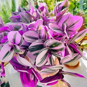 Pink Tradescantia Nanouk Live Plant - Variegated Wandering Jew Houseplant 4-7 In Tall - Image 1