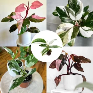 Pink Variegated Philodendron Live Plant - Rare Tropical Houseplant, 4-8'' Tall - Image 2
