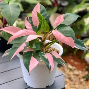 Pink Variegated Philodendron Live Plant - Rare Tropical Houseplant, 4-8'' Tall - Image 3
