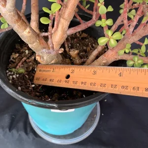 Pink Variegated Portulacaria Afra Pre-Bonsai Live Plant - Large Elephant Bush, 1ga Pot - Image 10