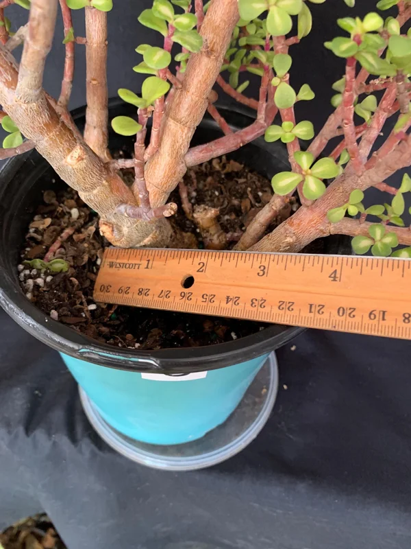 Pink Variegated Portulacaria Afra Pre-Bonsai Live Plant - Large Elephant Bush, 1ga Pot - Image 10