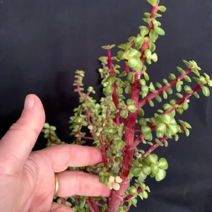 Pink Variegated Portulacaria Afra Pre-Bonsai Live Plant - Large Elephant Bush, 1ga Pot - Image 2