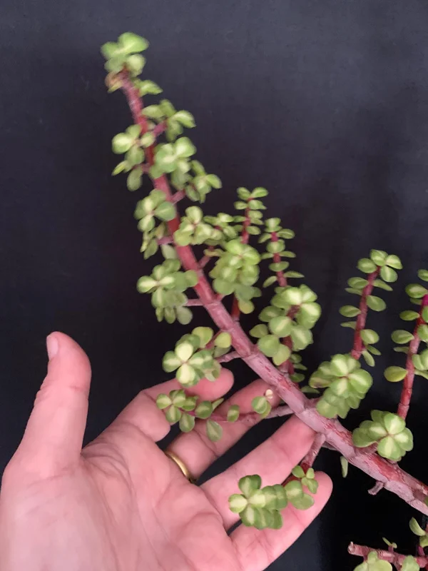 Pink Variegated Portulacaria Afra Pre-Bonsai Live Plant - Large Elephant Bush, 1ga Pot - Image 3