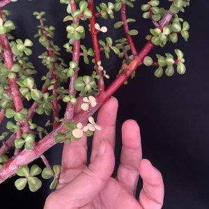 Pink Variegated Portulacaria Afra Pre-Bonsai Live Plant - Large Elephant Bush, 1ga Pot - Image 4