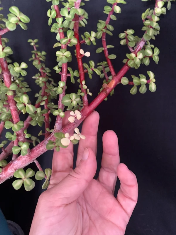 Pink Variegated Portulacaria Afra Pre-Bonsai Live Plant - Large Elephant Bush, 1ga Pot - Image 4
