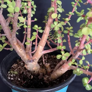 Pink Variegated Portulacaria Afra Pre-Bonsai Live Plant - Large Elephant Bush, 1ga Pot - Image 5