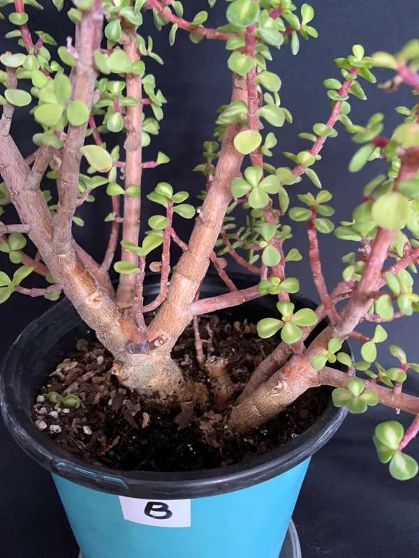 Pink Variegated Portulacaria Afra Pre-Bonsai Live Plant - Large Elephant Bush, 1ga Pot - Image 5