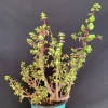 Pink Variegated Portulacaria Afra Pre-Bonsai Live Plant - Large Elephant Bush, 1ga Pot - Image 1