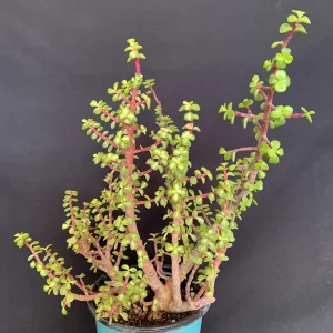 Pink Variegated Portulacaria Afra Pre-Bonsai Live Plant - Large Elephant Bush, 1ga Pot - Image 1