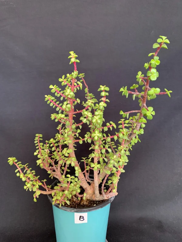 Pink Variegated Portulacaria Afra Pre-Bonsai Live Plant - Large Elephant Bush, 1ga Pot - Image 1