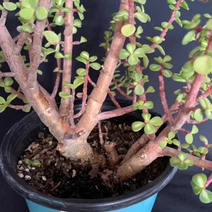 Pink Variegated Portulacaria Afra Pre-Bonsai Live Plant - Large Elephant Bush, 1ga Pot - Image 6
