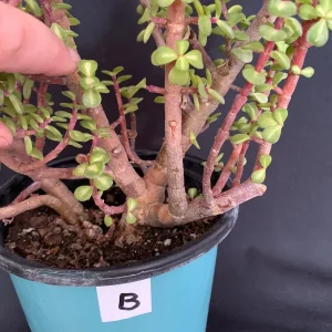 Pink Variegated Portulacaria Afra Pre-Bonsai Live Plant - Large Elephant Bush, 1ga Pot - Image 7