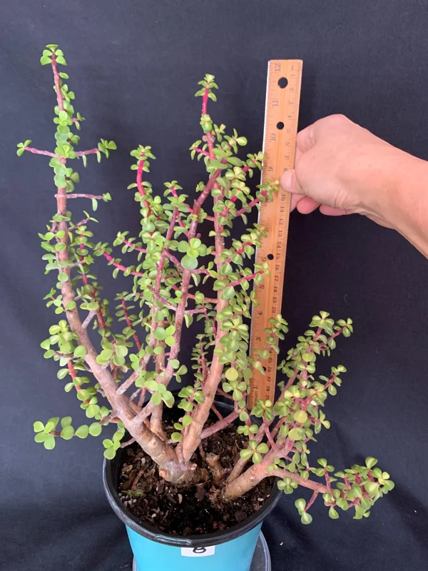Pink Variegated Portulacaria Afra Pre-Bonsai Live Plant - Large Elephant Bush, 1ga Pot - Image 8