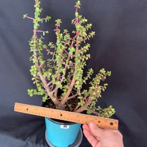 Pink Variegated Portulacaria Afra Pre-Bonsai Live Plant - Large Elephant Bush, 1ga Pot - Image 9