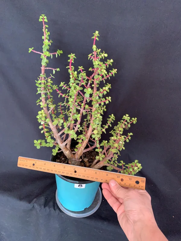 Pink Variegated Portulacaria Afra Pre-Bonsai Live Plant - Large Elephant Bush, 1ga Pot - Image 9