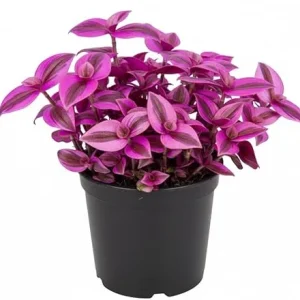 Pink Wandering Jew Live Plant - Tradescantia Nanouk in 2'' Pot - Indoor/Outdoor - Image 2