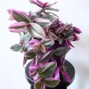 Pink Wandering Jew Live Plant - Tradescantia Nanouk, 2 Inch Pot, Indoor - Image 1