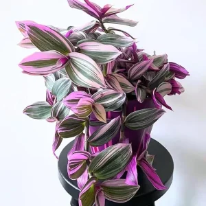 Pink Wandering Jew Live Plant - Tradescantia Nanouk, 2 Inch Pot, Indoor - Image 1
