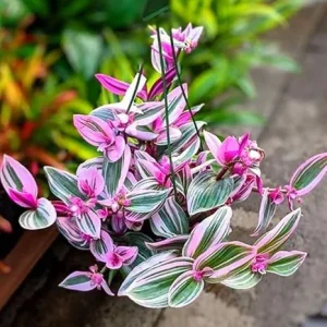 Pink Wandering Jew Live Plant - Tradescantia Nanouk Houseplant 6-8 Inches Tall - Image 7
