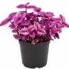 Pink Wandering Jew Live Plant - Tradescantia Nanouk in 2'' Pot - Indoor/Outdoor - Image 1