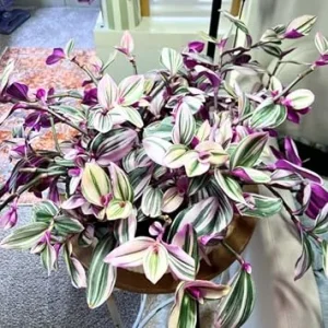 Pink Wandering Jew Live Plant – Vining Houseplant – 2.5 Inch Pot – Indoor/Outdoor - Image 7