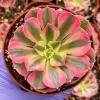 Pink Witch Aeonium Succulent Live Plant 4 inch Pot Indoor Outdoor - Image 1