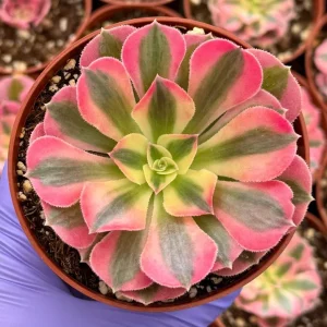 Pink Witch Aeonium Succulent Live Plant 4 inch Pot Indoor Outdoor - Image 1