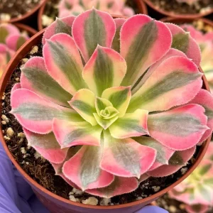 Pink Witch Aeonium Succulent Live Plant 4 inch Pot Indoor Outdoor - Image 3