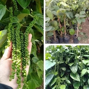 Piper Nigrum Live Plant - Black Pepper Plant 4-8 Inches Long Outdoor - Image 3